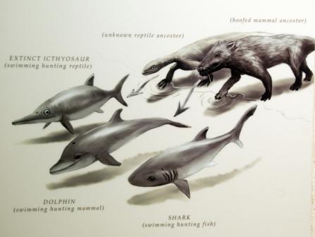Ballenas delfines y marsopas pdf